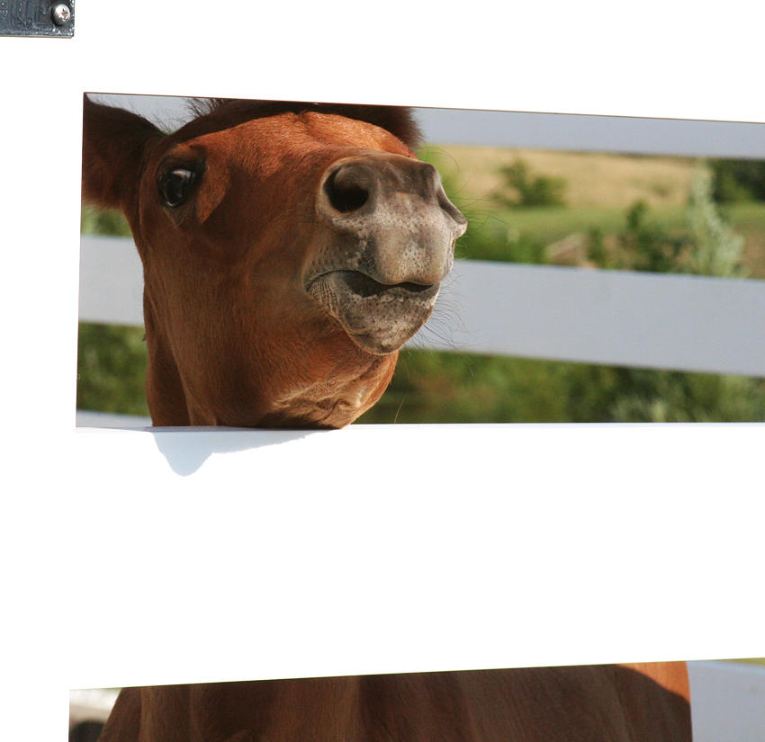 093 : Foal At Fence by Nylak-Stock