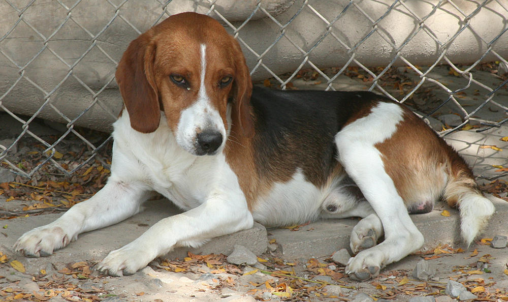 148 : Hound Lying Down by Nylak-Stock