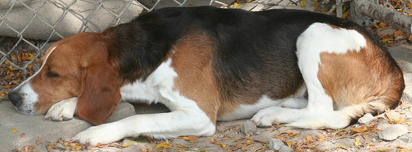 149 : Hound Sleeping by Nylak-Stock