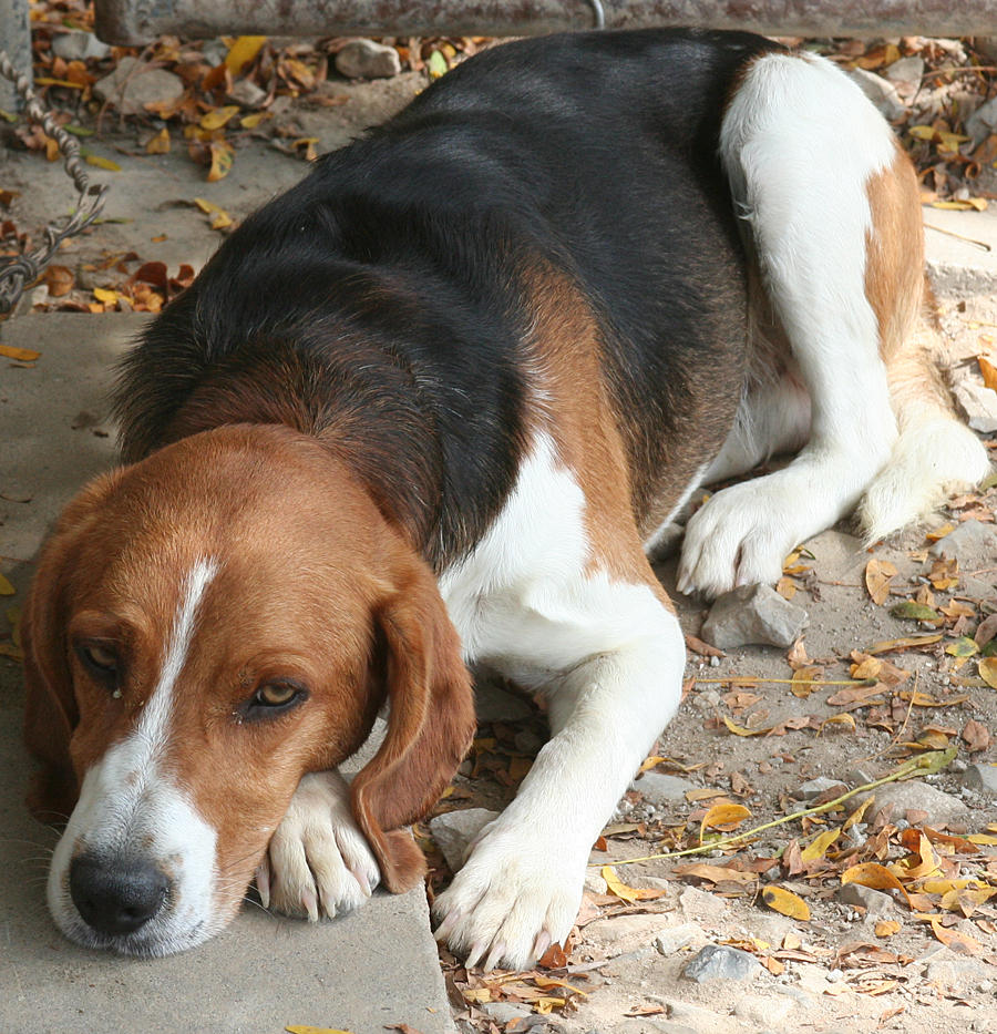 150 : Hound Lying Front Angle by Nylak-Stock