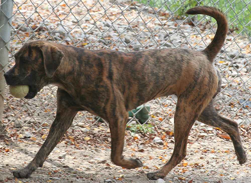 151 : Pit Trot by Nylak-Stock