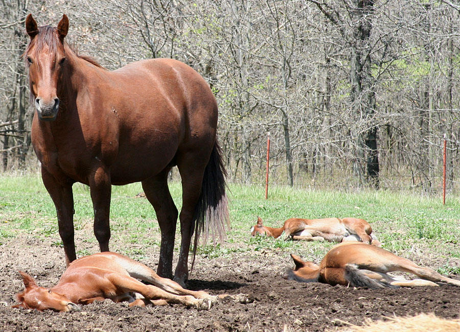 052 : Foal Massacre by Nylak-Stock