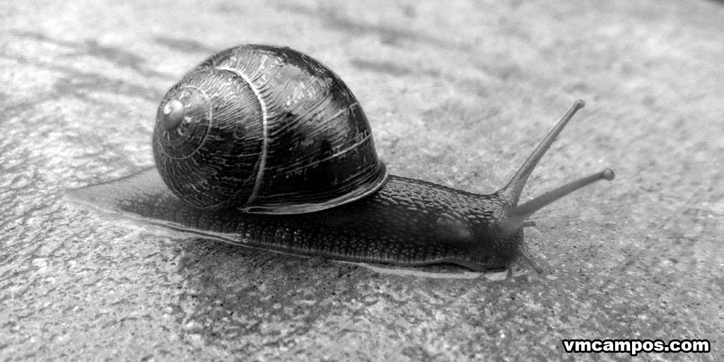 Snail 2013-05-05 by vmcampos