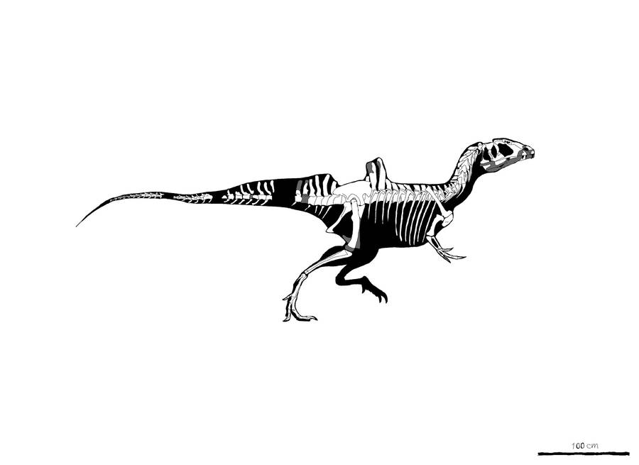 concavenator-skeletal-by-palaeozoologist-on-deviantart