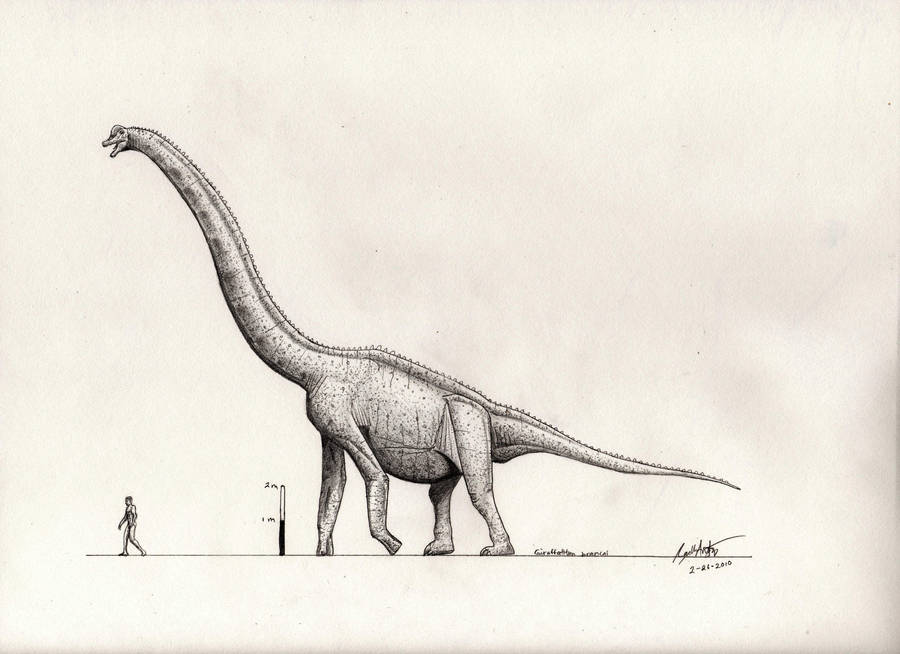 Giraffatitan brancai by palaeozoologist