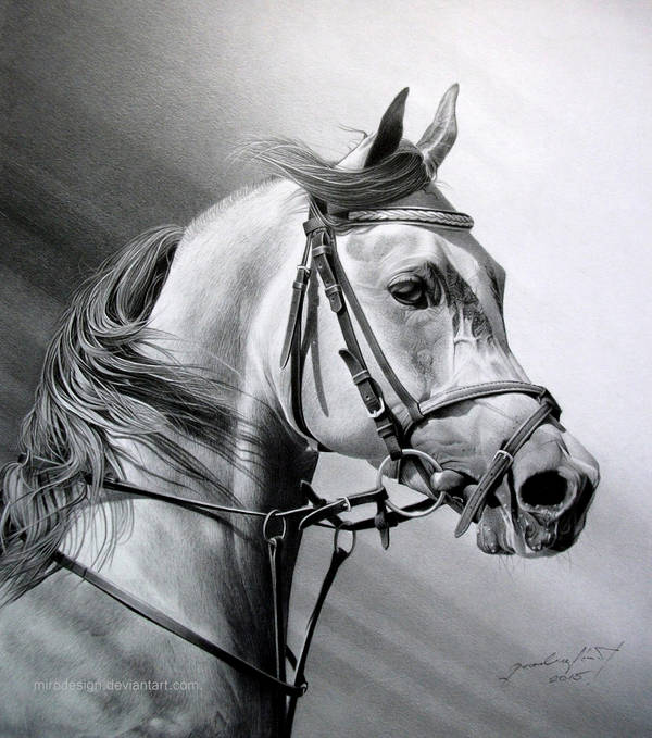 ARABIAN BEAUTY by MiroDesign ARABIAN BEAUTY by MiroDesign