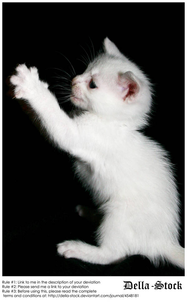 White Kitten Attacks by Della-Stock