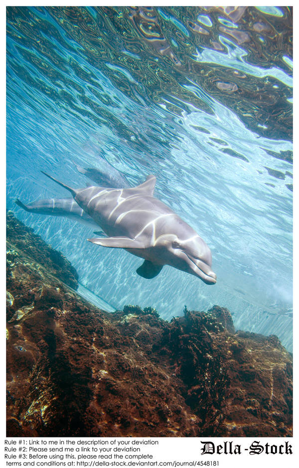 Underwater Dolphin and Rocks by Della-Stock