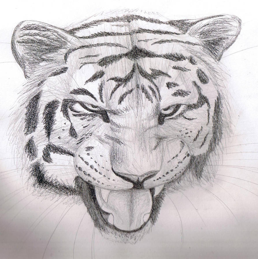 Pencil sketch - Tiger by Finchwing on DeviantArt
