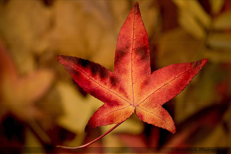 Falling Leaf 0468o by Haywood-Photography