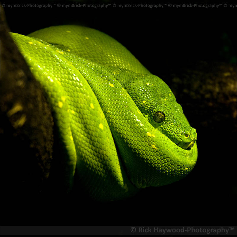 Green Python 0979j by Haywood-Photography on DeviantArt