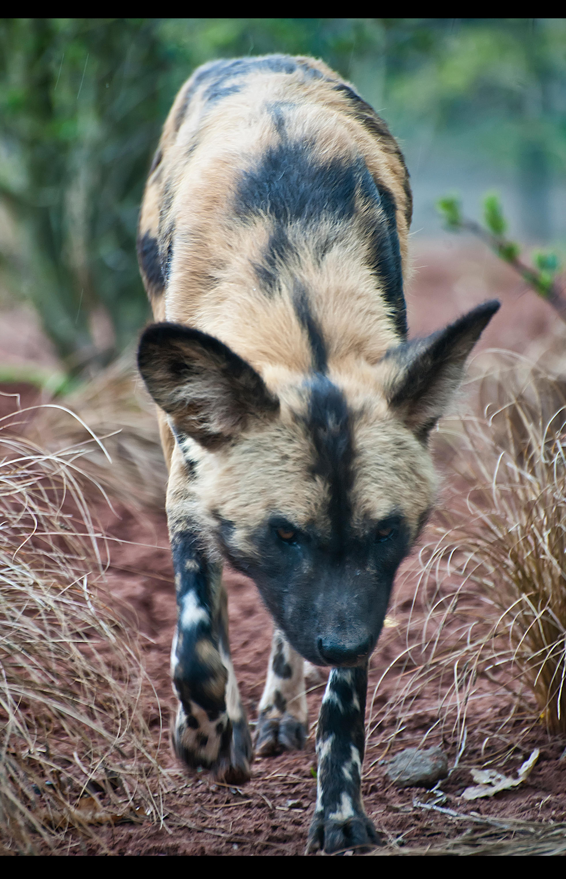 painted wild dogs painted wild dogs