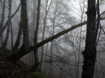 Forest 1 by maghigol