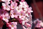 Viburnum Lantana by Grandmagoingnuts