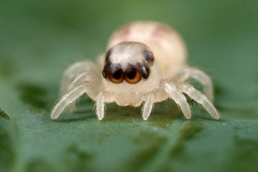 jumping spider just hatched by macrojunkie