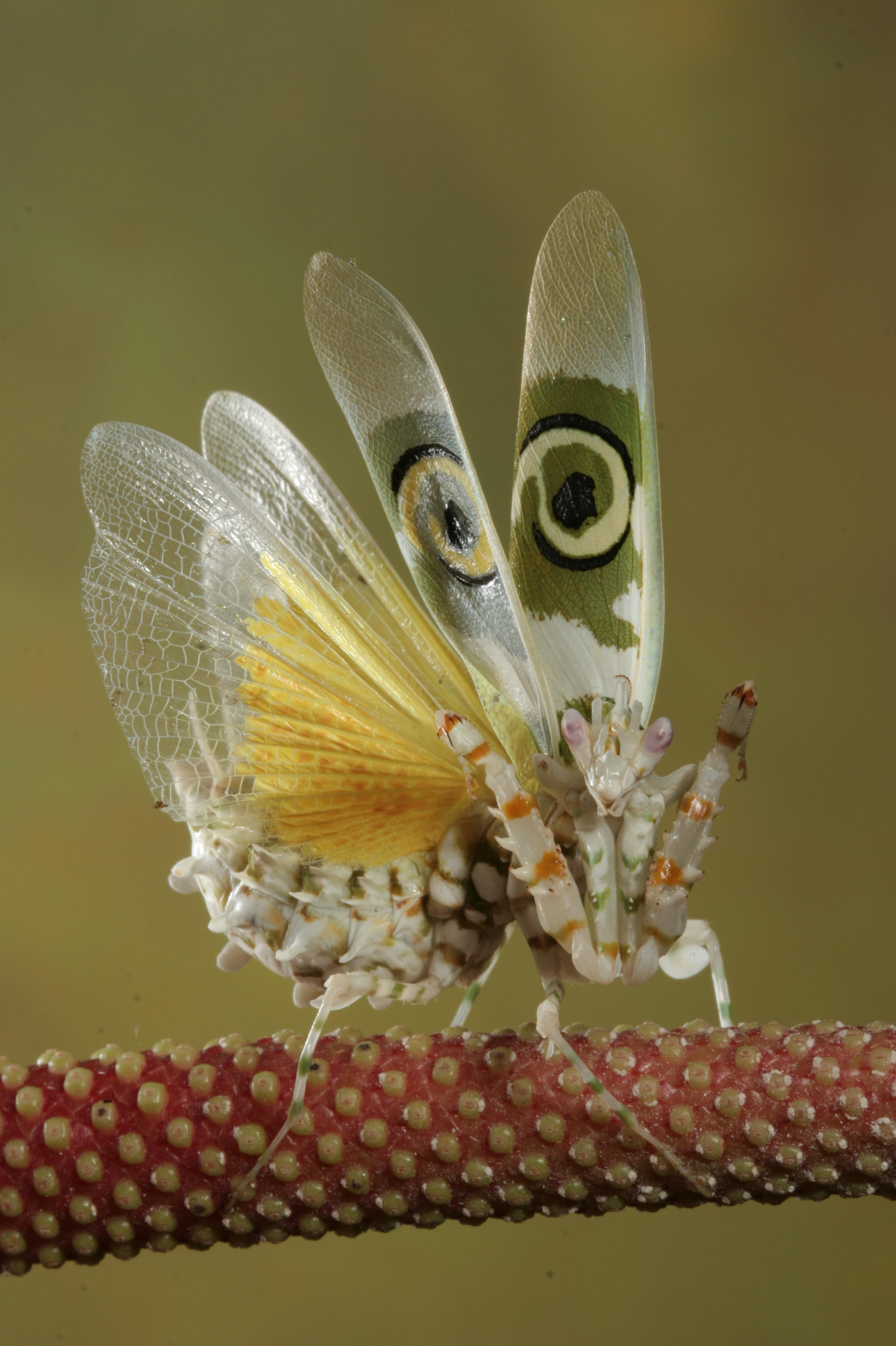 Spiny flower mantis 2 by bugalirious-STOCK
