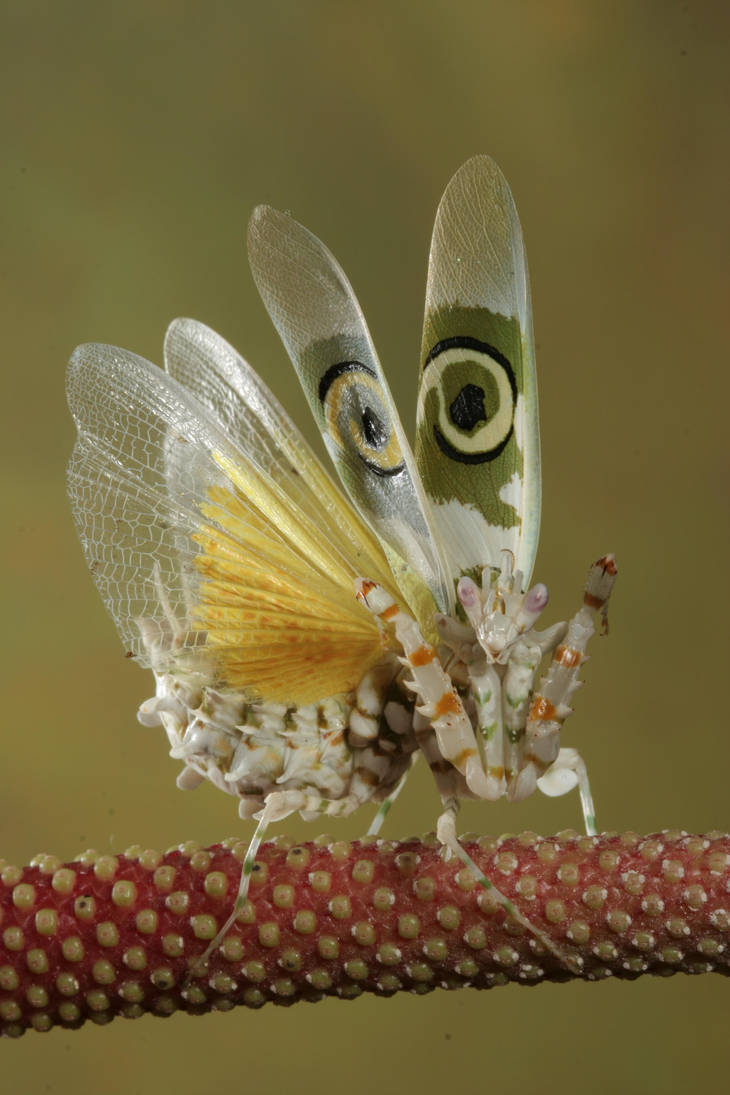 Spiny flower mantis 2 by bugalirious-STOCK