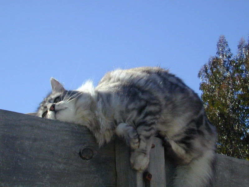 Cat Bliss by enkelikitten