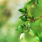 Nature by Sea-of-wonders