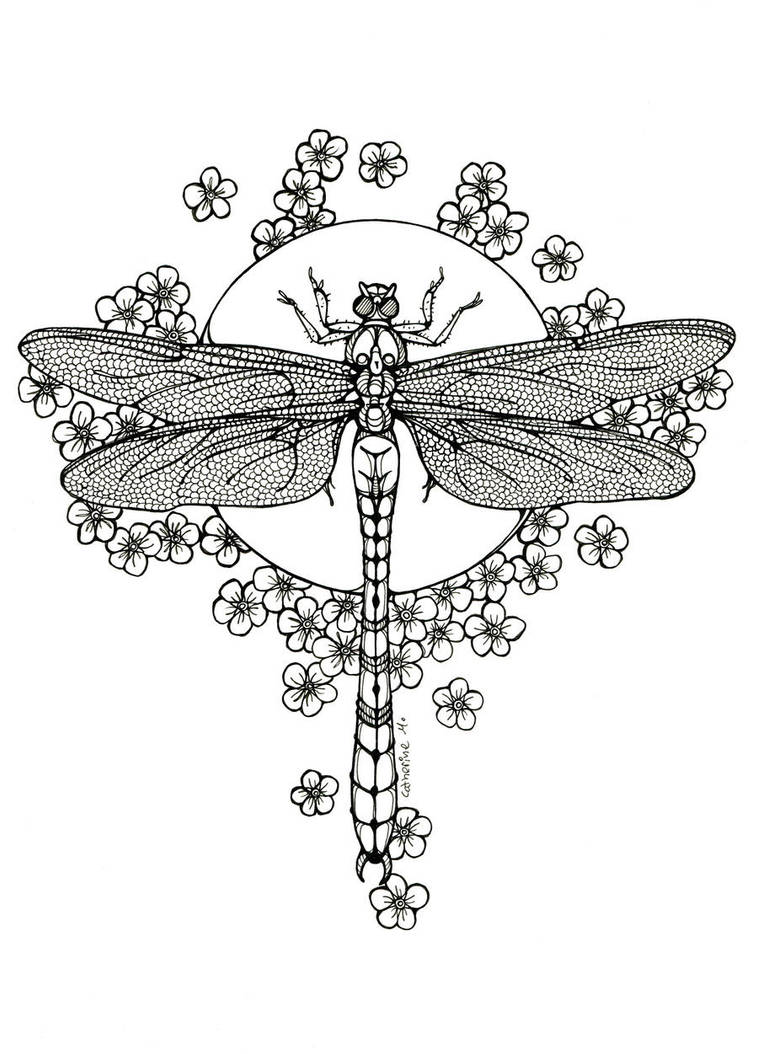 Dragonfly - lineart by CathM