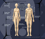 Human Anatomy Study by jcevil