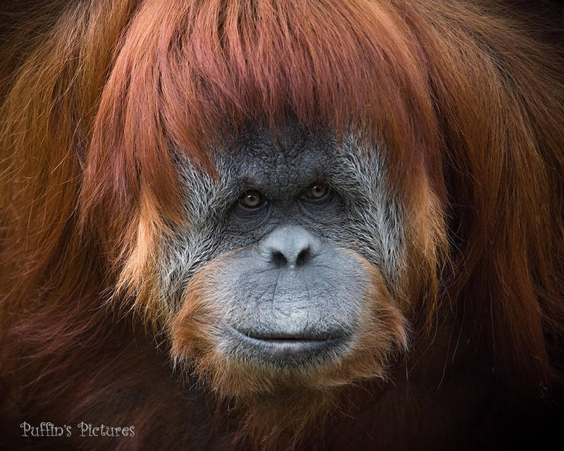 Ranga by tuftedpuffin