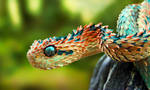 Bush Viper by Cirdani
