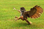 On Silent Wings. by quaddie