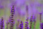 Depth of Violet III by NorthernLand