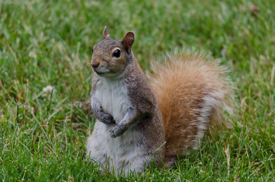 Squirrel Stock 5 by SabrinaFranek