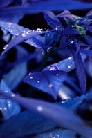 fairytale rain by cienwemgle