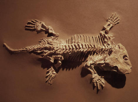 Seymouria Fossil Amphibian by Rhabwar-Troll-stock