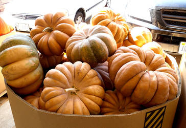 Fairytale Pumpkins by Rhabwar-Troll-stock
