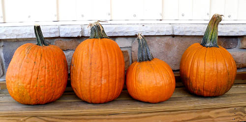 Pumpkins 1 by Rhabwar-Troll-stock