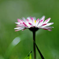 happiness by augenweide