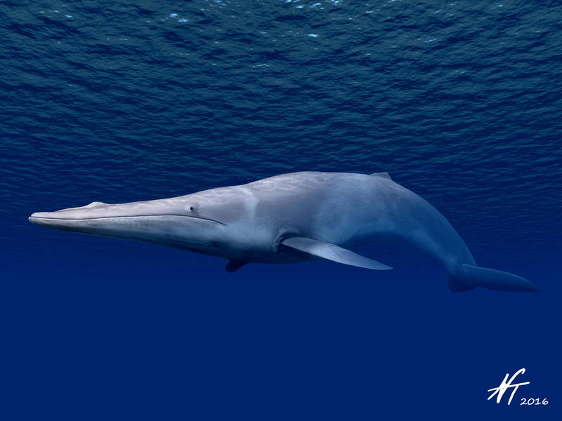 Yamatocetus canaliculatus by NTamura