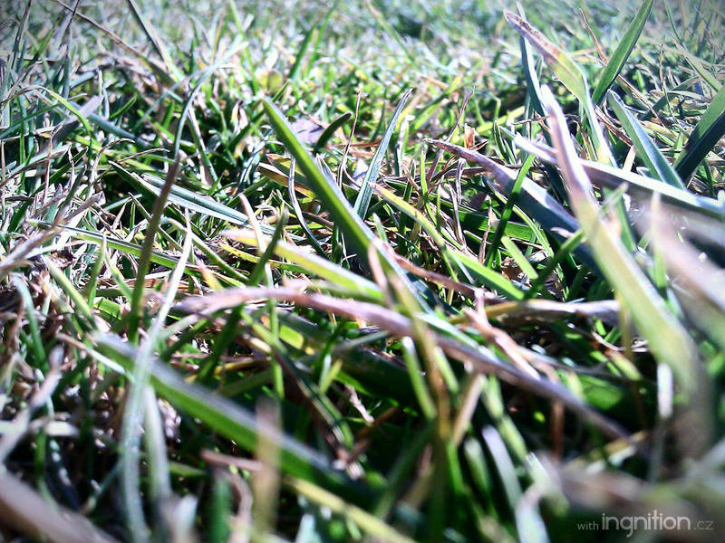 Grass - March 2012 by Ingnition
