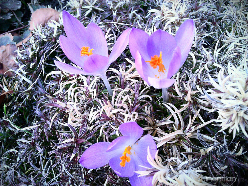 Amazing purple - March 2012 by Ingnition