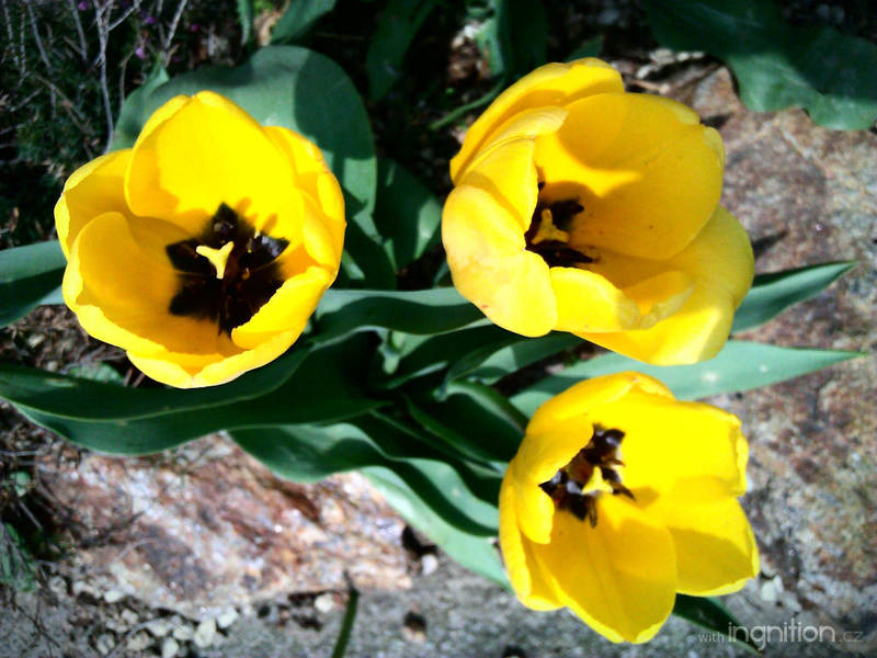 Spring Flower 2012 - 02 by Ingnition