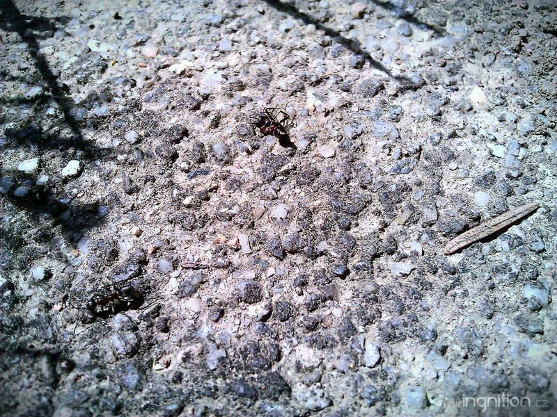 Spring + Death ant 2012 - 42 by Ingnition