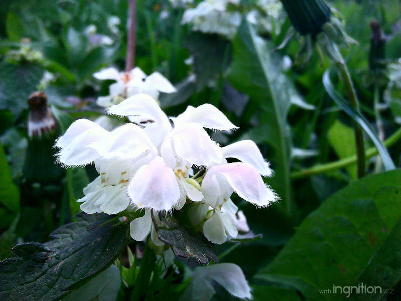 Spring Flower 2012 - 43 by Ingnition