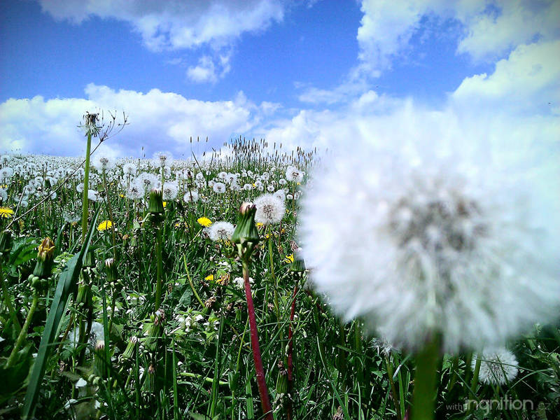 Spring Flower 2012 - 44 by Ingnition