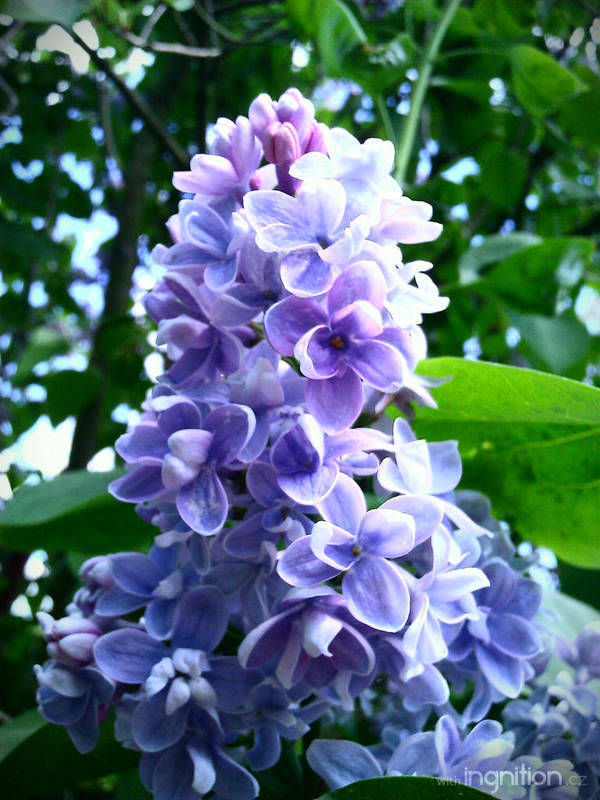 Spring Flower 2012 - 48 by Ingnition