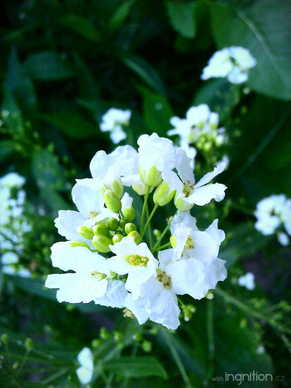 Spring Flower 2012 - 54 by Ingnition