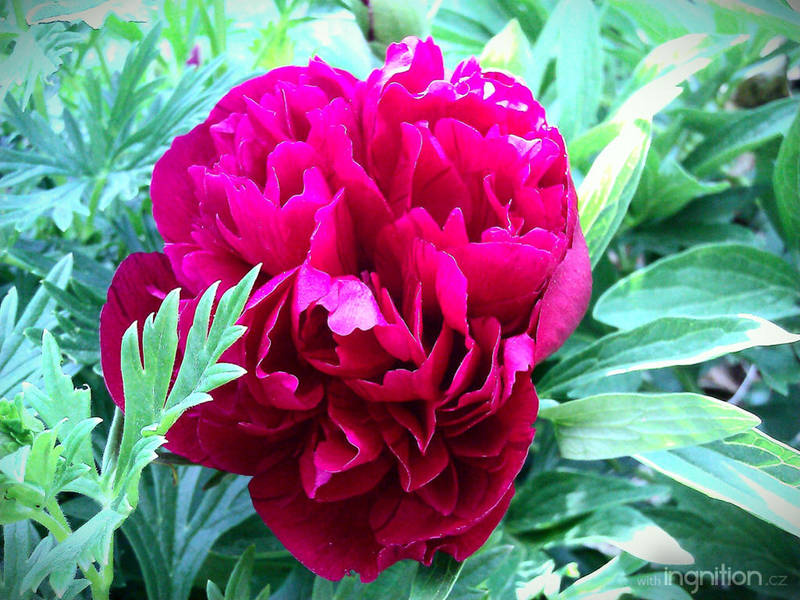 Spring Flower 2012 - 55 by Ingnition