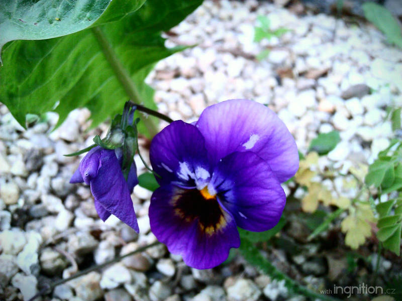 Spring Flower 2012 - 56 by Ingnition
