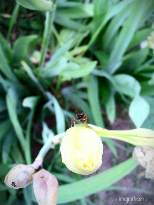 Spring Flower + Beetle 2012 - 57 by Ingnition