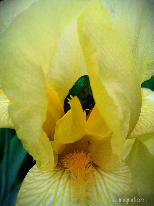 Spring Flower 2012 - 58 by Ingnition