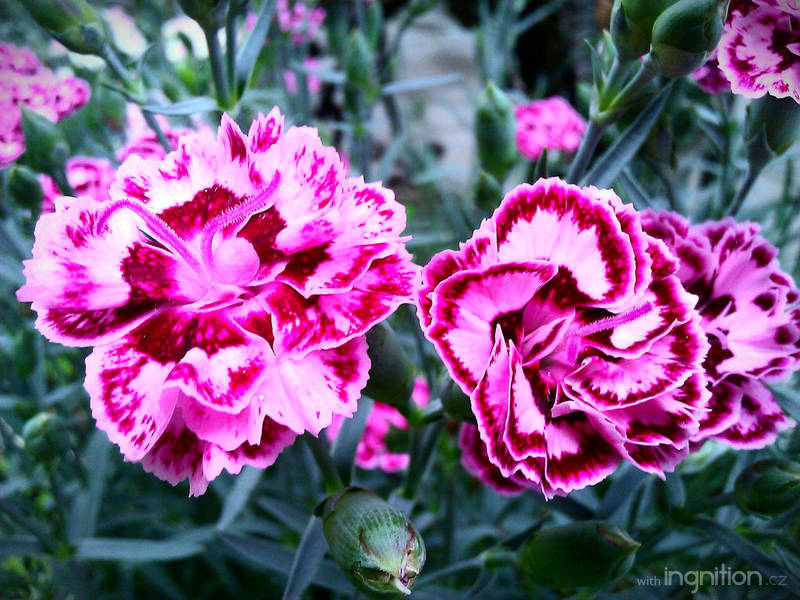 Spring Flower 2012 - 67 by Ingnition