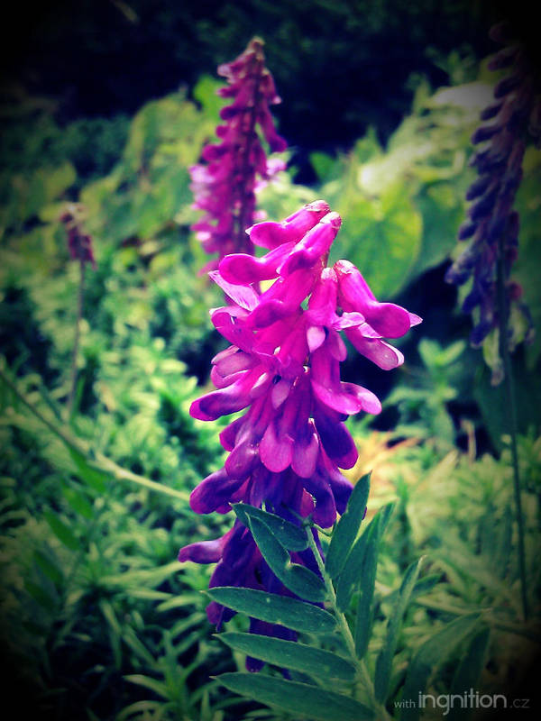 Summer Flower 2012 - 4 by Ingnition